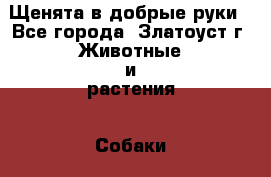 Щенята в добрые руки - Все города, Златоуст г. Животные и растения » Собаки   . Адыгея респ.